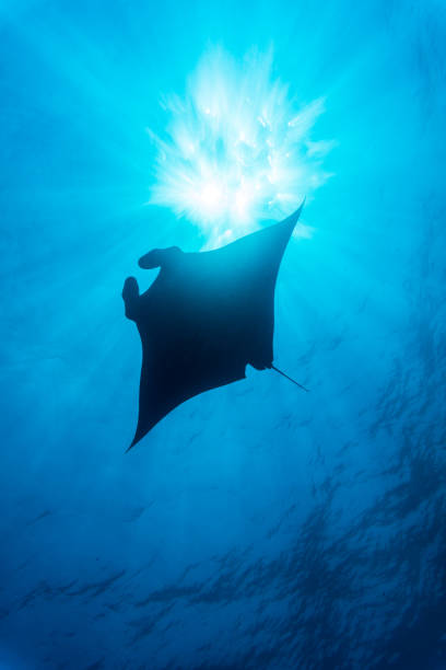 oceânica raia manta (manta birostris) nadando ao longo da estação de limpeza. classificada como 'vulnerável à extinção' na lista vermelha da iucn, estas criaturas graciosas estão tornando-se uma visão rara na natureza. - manta ray - fotografias e filmes do acervo