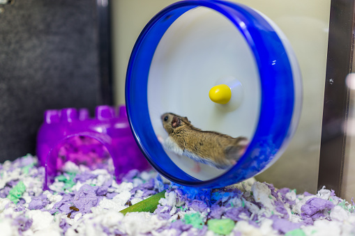 Hamster running on wheel with motionHamster running on wheel with motion
