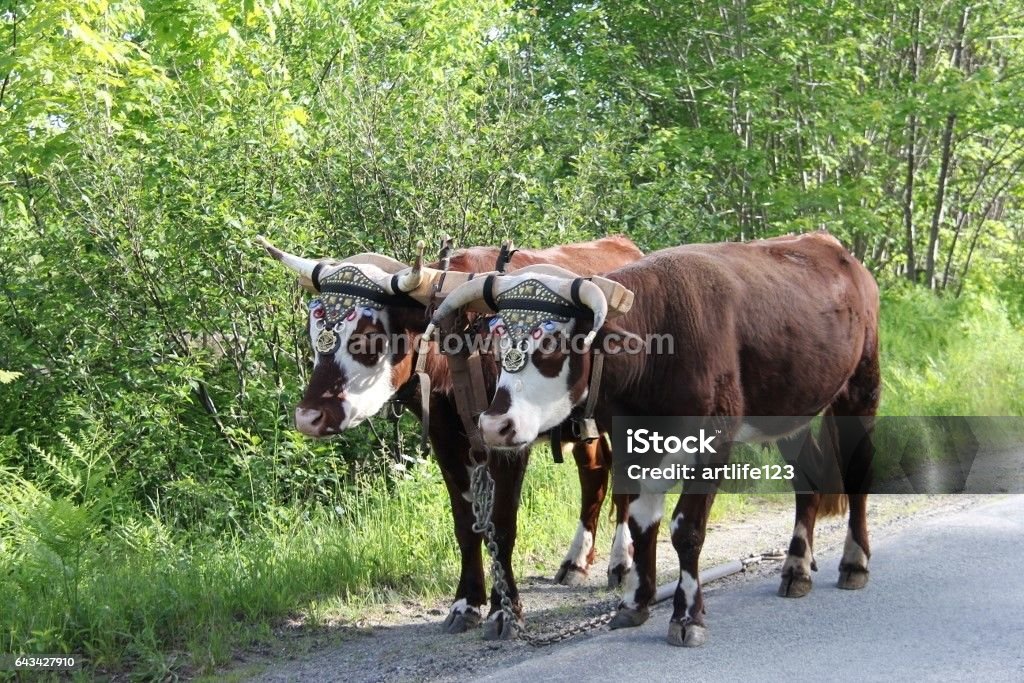 Pair Of Oxen Stock Photo Download Image Now Agriculture Animal Pair Of Oxen Stock Photo Download Image Now Agriculture Animal
