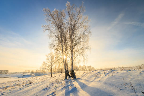 istock beautiful sunset at birch forest at winter season 643428800