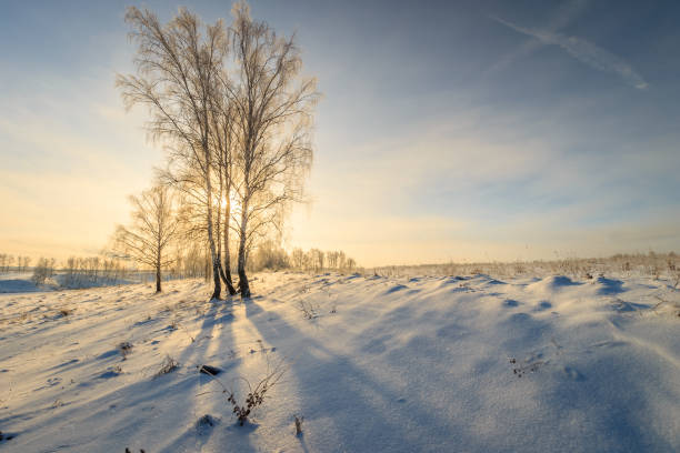 istock beautiful sunset at birch forest at winter season 643428814
