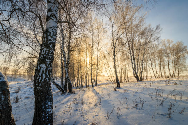 istock beautiful sunset at birch forest at winter season 643428822