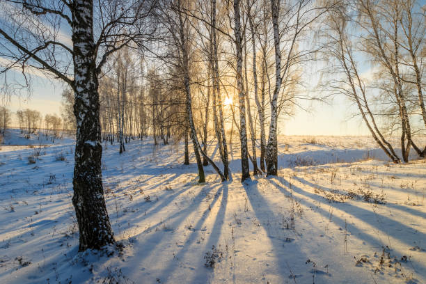 istock beautiful sunset at birch forest at winter season 643428852