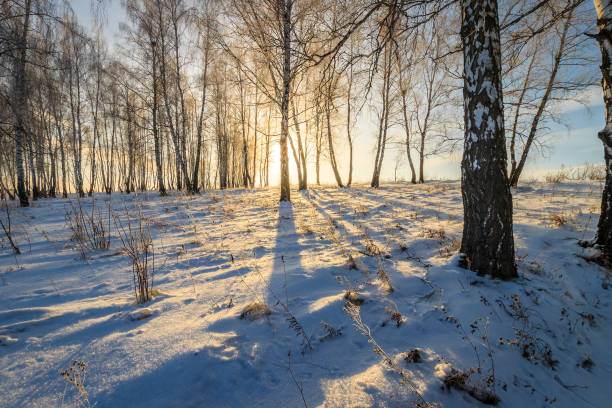 istock beautiful sunset at birch forest at winter season 643428872