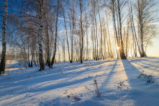 istock beautiful sunset at birch forest at winter season 643428890