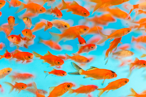 Many small goldfish swimming in aquarium