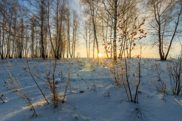 istock beautiful sunset at birch forest at winter season 643432008