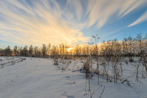 istock Branches covered with frost at winter season at sunset 643432050