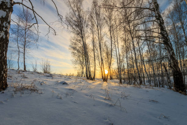 istock beautiful sunset at birch forest at winter season 643432052