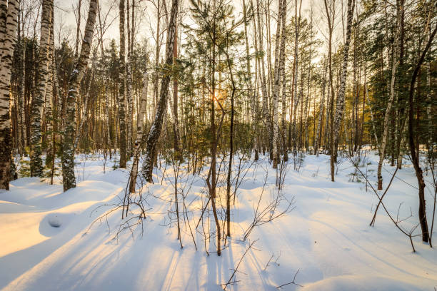 istock beautiful sunset at birch forest at winter season 643435498