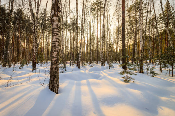 istock beautiful sunset at birch forest at winter season 643435506