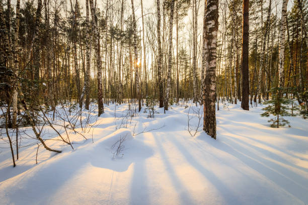 istock beautiful sunset at birch forest at winter season 643435532