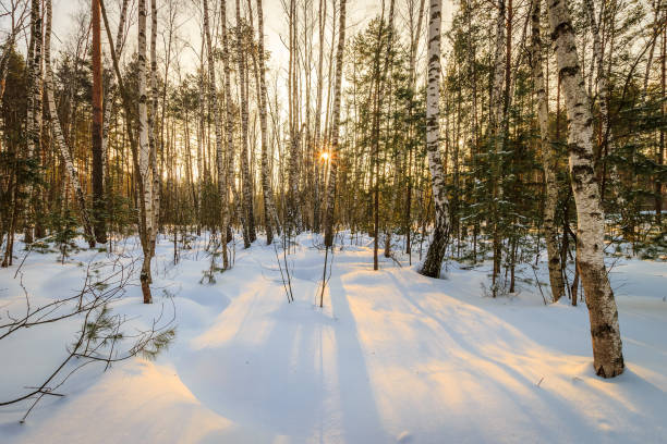 istock beautiful sunset at birch forest at winter season 643435580