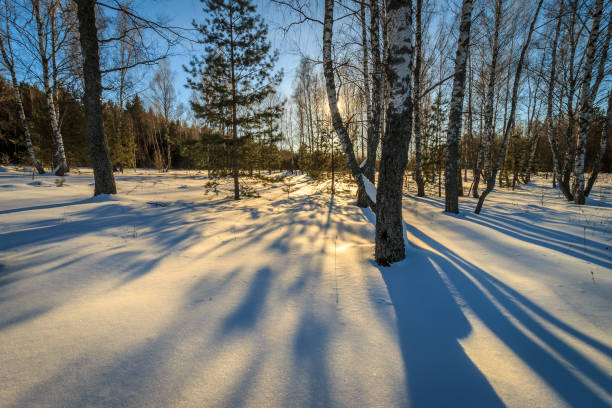 istock beautiful sunset at birch forest at winter season 643435808
