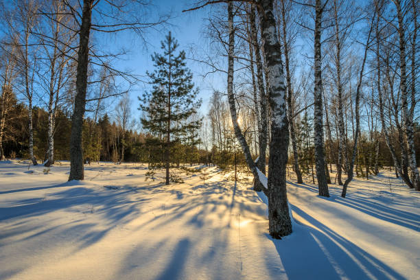 istock beautiful sunset at birch forest at winter season 643435820