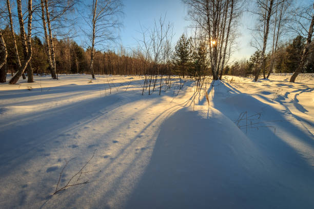 istock beautiful sunset at birch forest at winter season 643435858