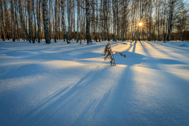 istock beautiful sunset at birch forest at winter season 643435864