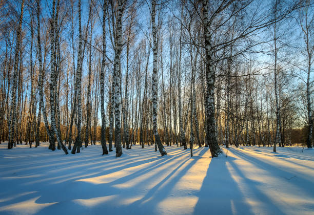 istock beautiful sunset at birch forest at winter season 643435880