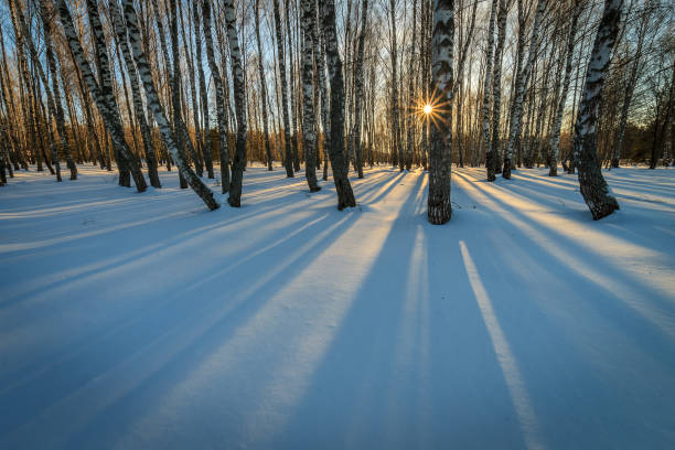 istock beautiful sunset at birch forest at winter season 643435884