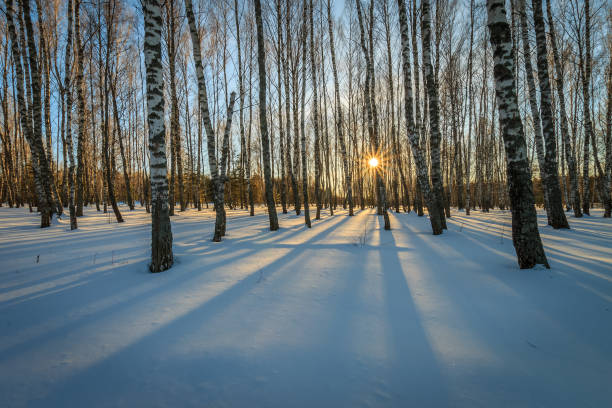 istock beautiful sunset at birch forest at winter season 643435890