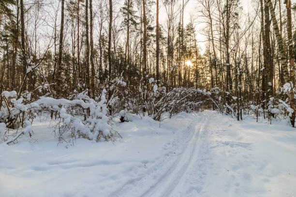 istock beautiful sunrise at pine forest at winter season 643436420