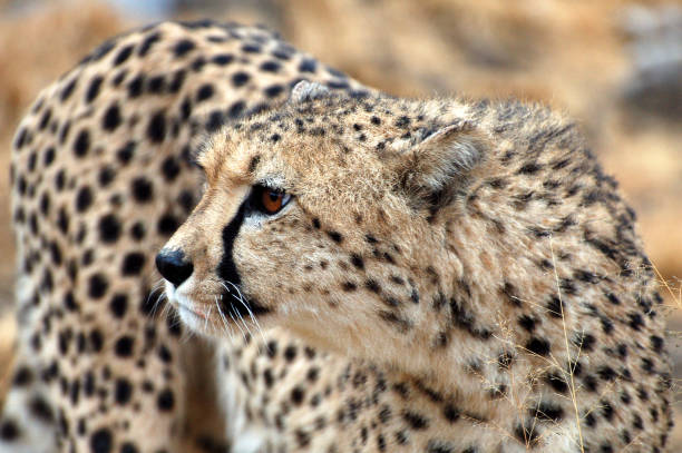 Amazing wild African Cheetah in the savannah of Namibia stock photo