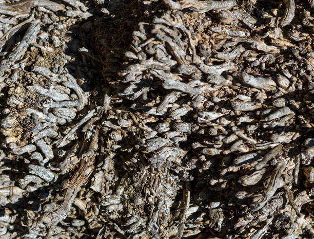 istock Texture of old palm bark. 643442740