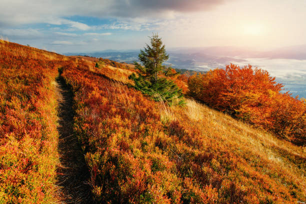 istock birch forest in sunny afternoon while autumn season 643443184