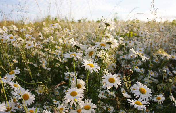 Beautiful wild meadow with white marguerite flowers and ribwort plantain, meadow with flowers with white filigree blossoms, pasture with flowering plants, insect paradise on the pasture