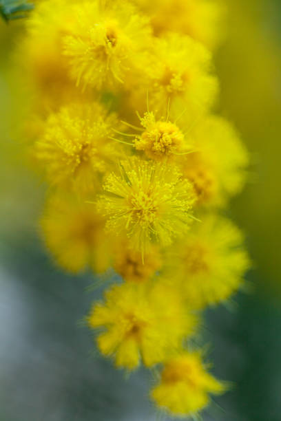 istock Yellow tender mimosa at spring time in macro 643446940