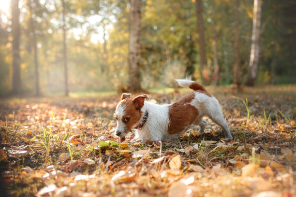 istock cute dog portrait in autumn outsude 643447352
