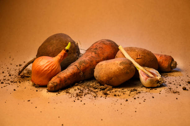 istock fresh vegetables in the ground. potatoes, beet, carrot, onion. 643449568