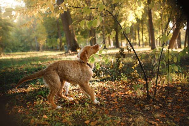 istock smiling puppy Nova Scotia duck tolling Retriever 643449876