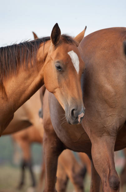 istock Horses in the herd on a pasture 643449978