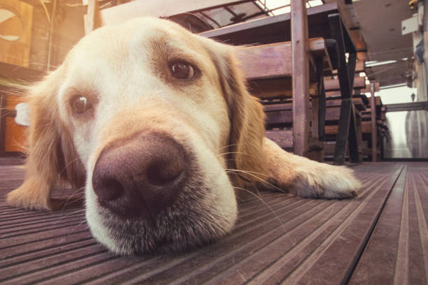 ınnocent golden dog stock photo
