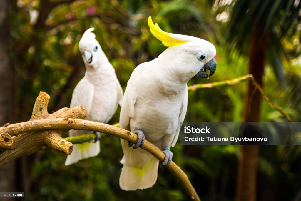 Two white cockatooes Cockatoo Stock Photo
