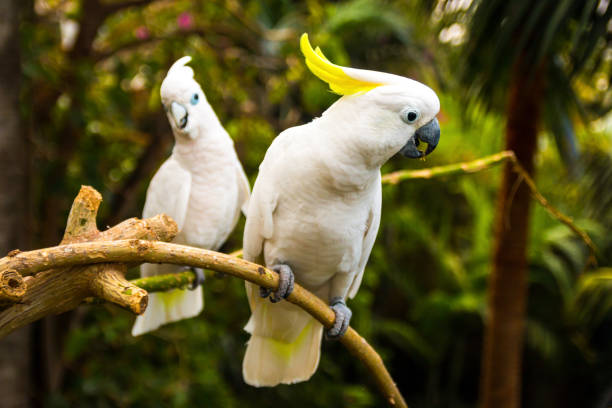 Two white cockatooes Two white cockatooes cockatoo stock pictures, royalty-free photos & images