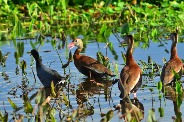 istock Black-bellied Whistling ducks with Coot being chased off 643473310