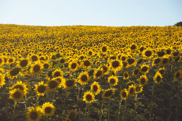 istock Field of sunflowers 643476000