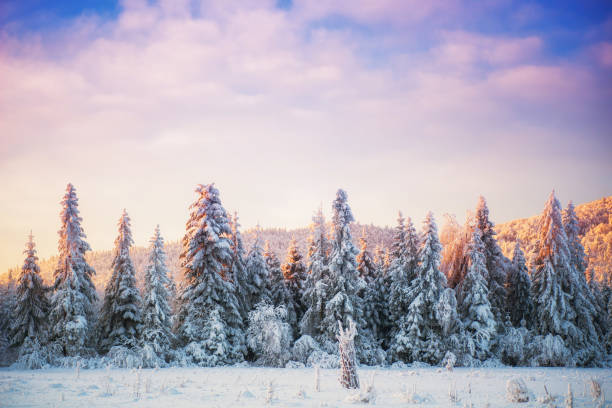 istock Winter landscape trees and fence in hoarfrost 643476218