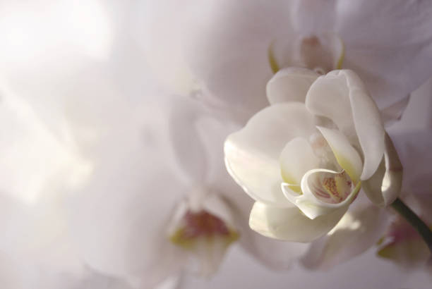 istock Orchid flower on the soft background 643476548