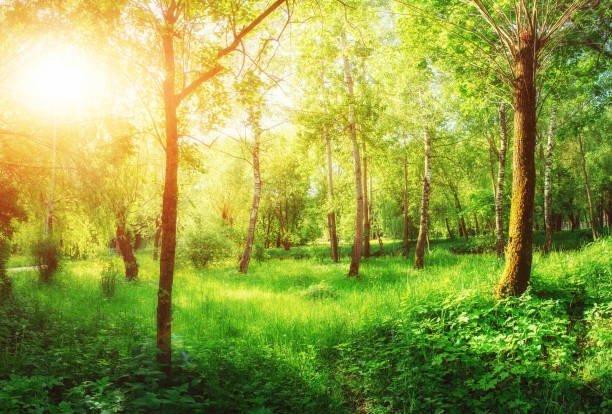 istock trail in the woods. Ukraine Europe 643476970