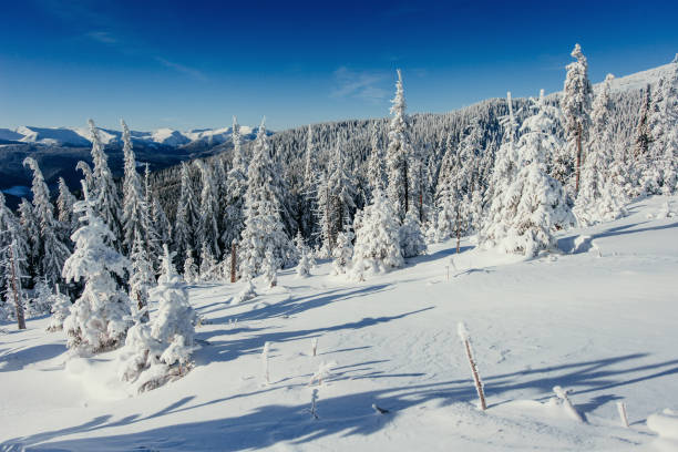 istock winter landscape trees in frost 643477134