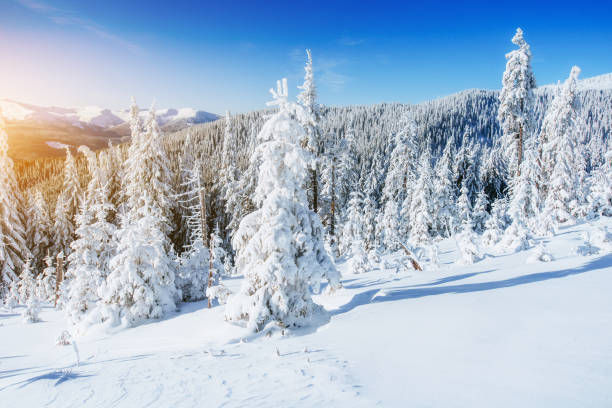 istock winter landscape trees in frost 643477166