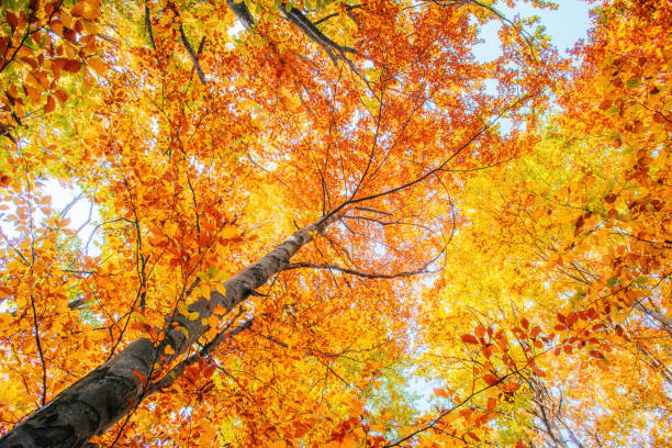istock birch forest in sunny afternoon while autumn season 643477368