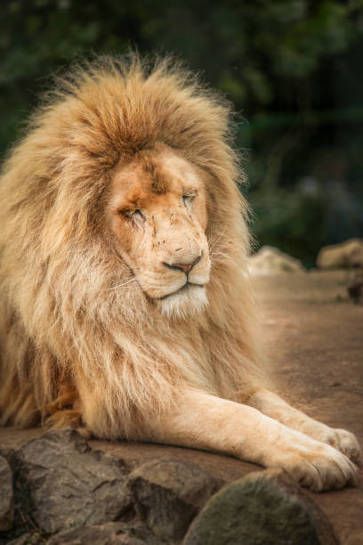 istock Proud lion portrait 643477626