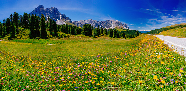 flower meadow in the Alps at sunset.