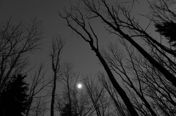 istock Black and white winter landscape 643480814