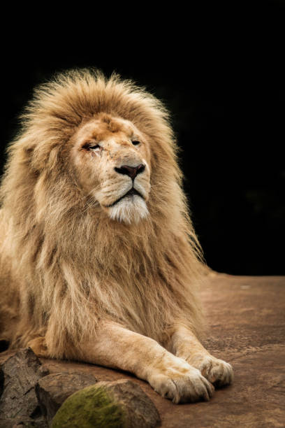 istock Proud lion portrait 643481414