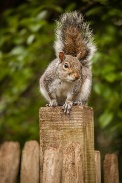 istock Squirrel on the fence 643483958